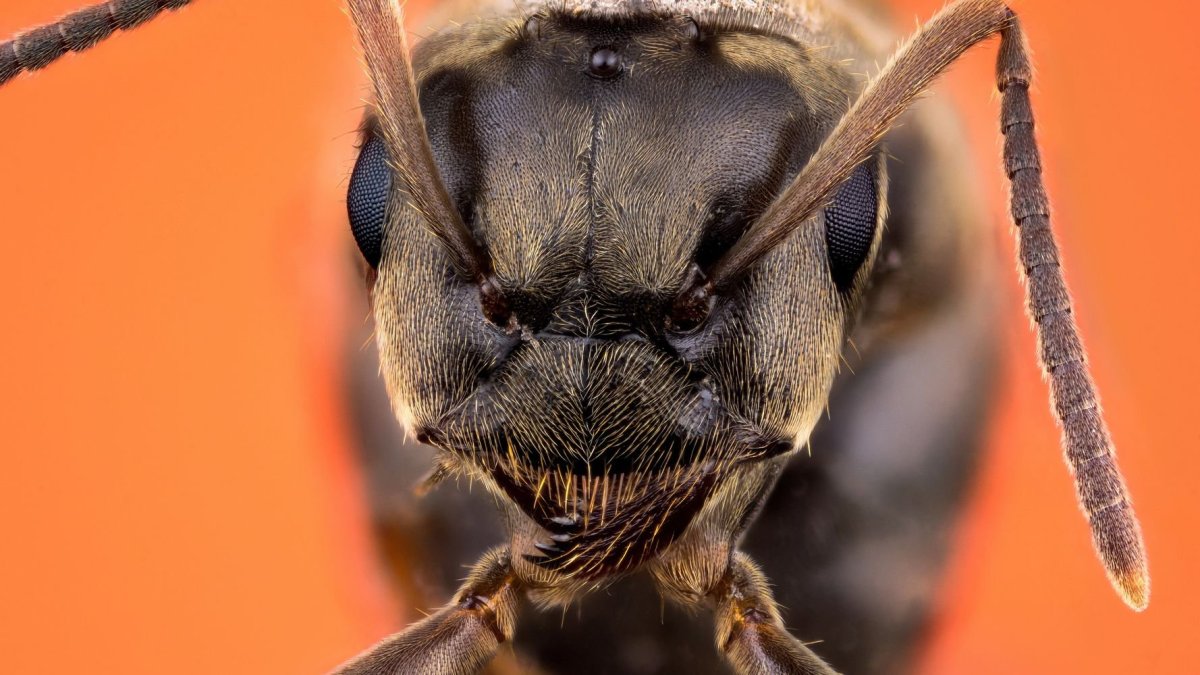 Муравей в приближении