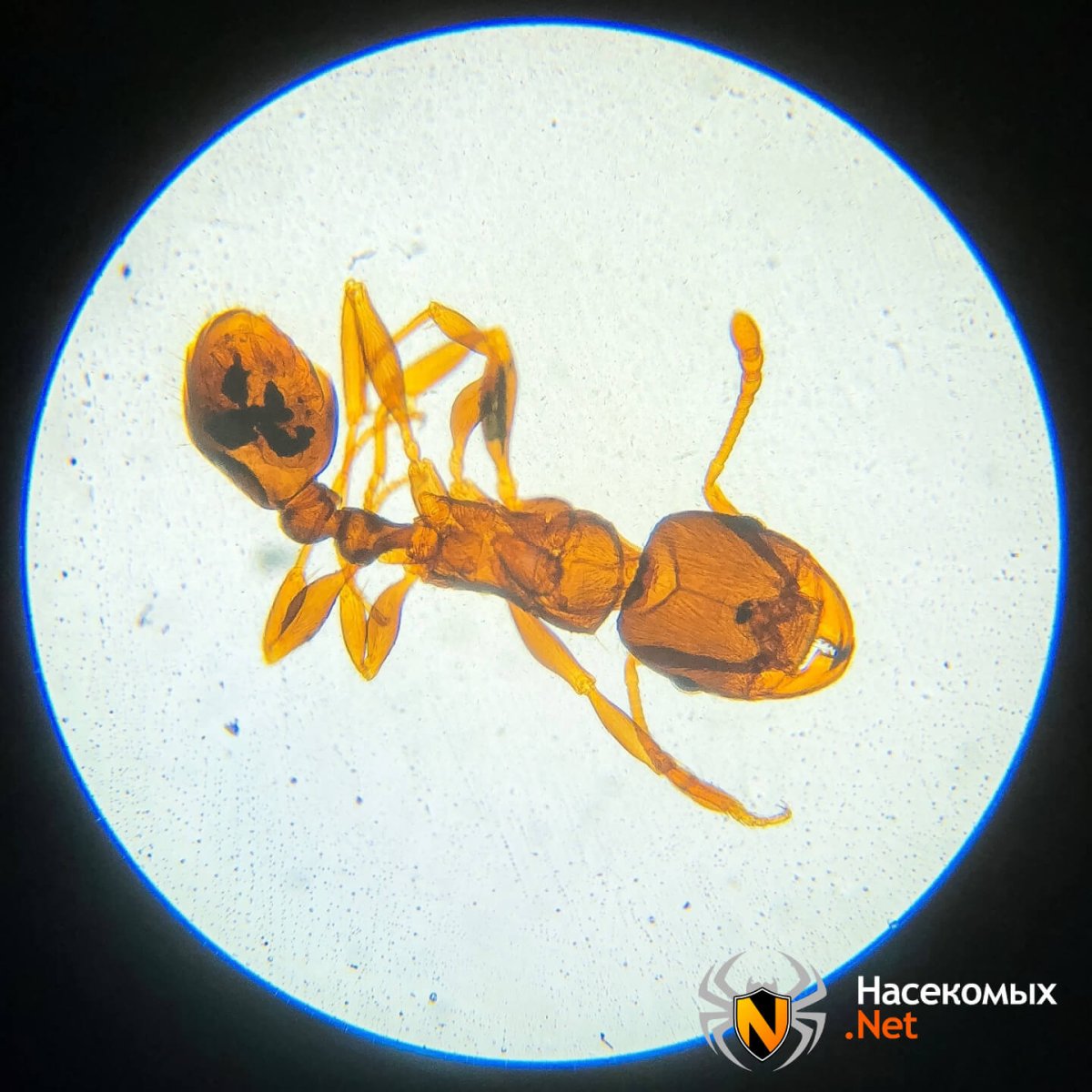 Муравьев под микроскопом