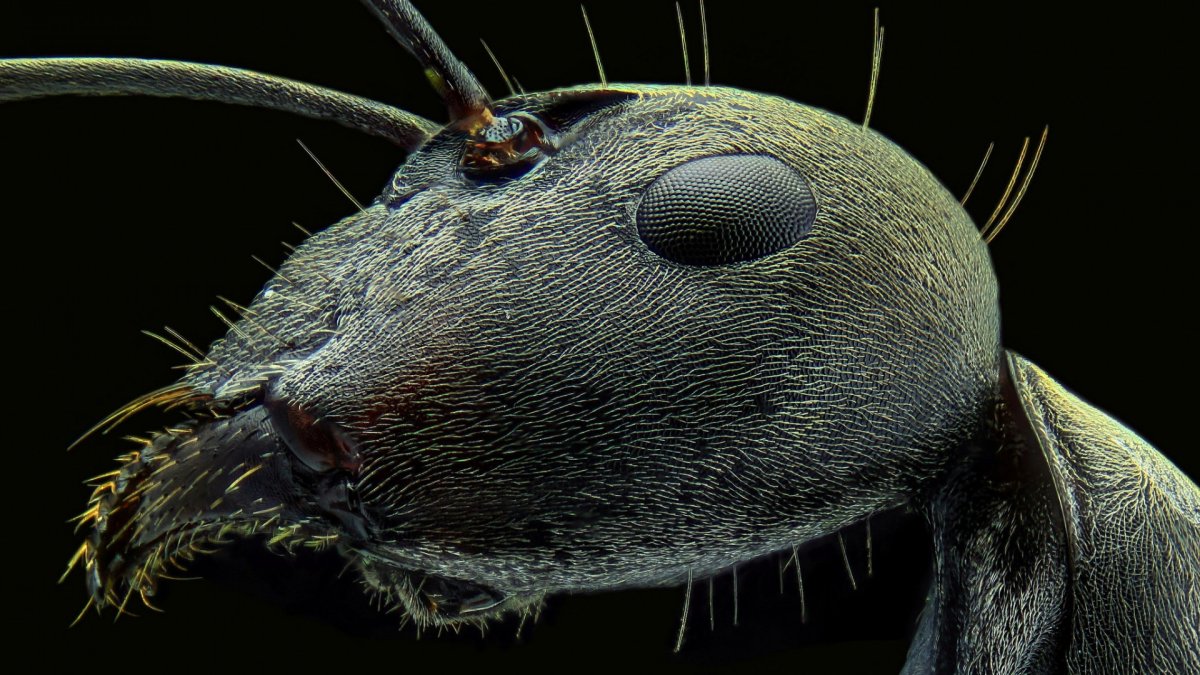 Муровевей под микроскопом