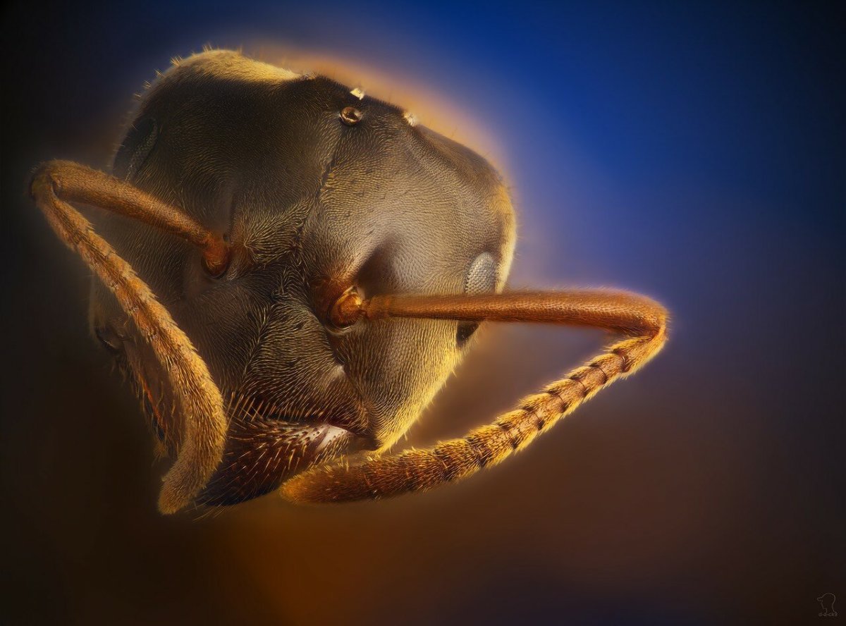 Микромир муравьи