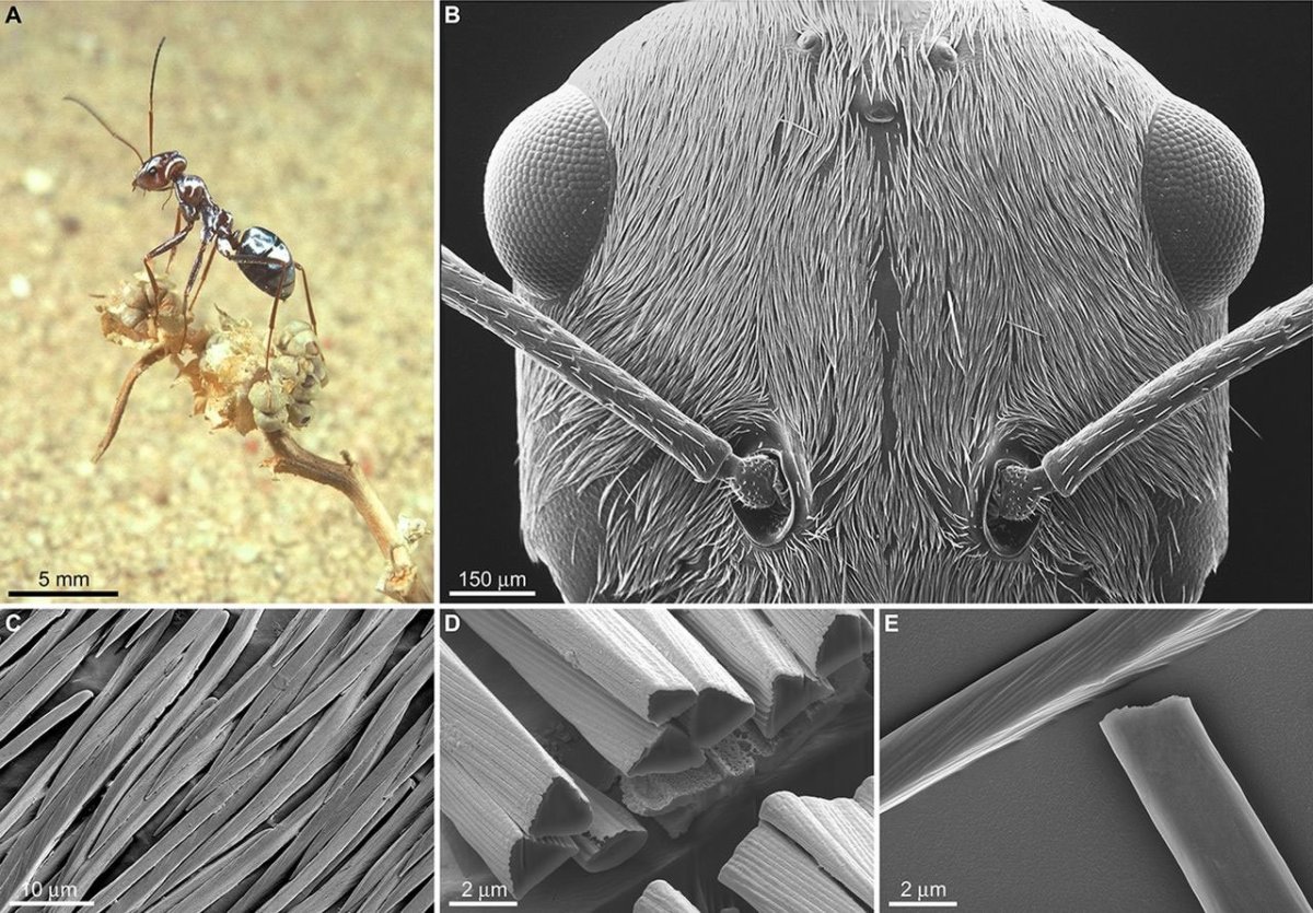 Щетинки насекомых