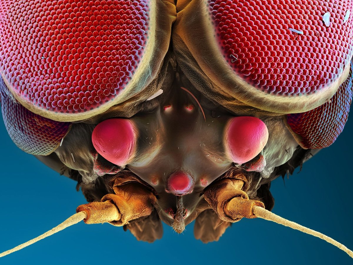 Микромир насекомые под микроскопом