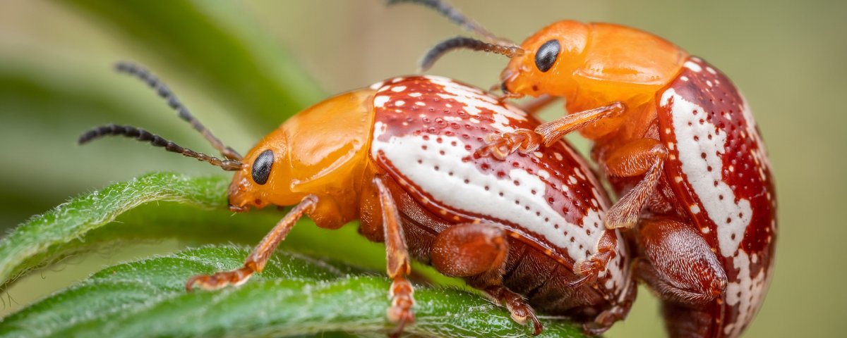 Водожук рыженогий