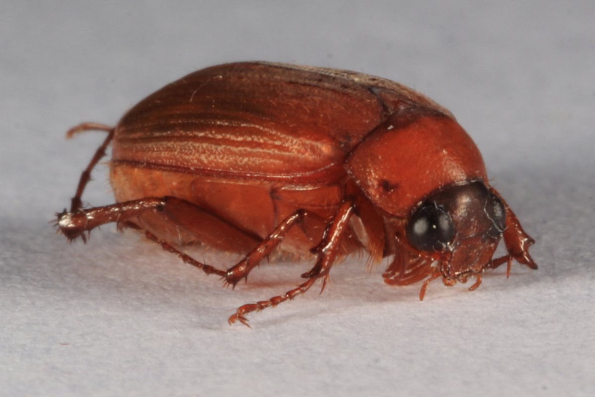 Serica brunnea Жук