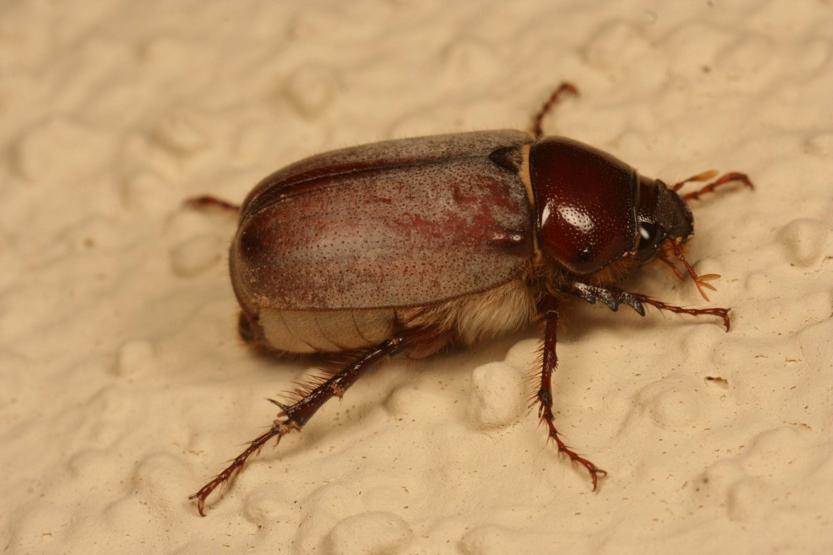 Мучной хрущак