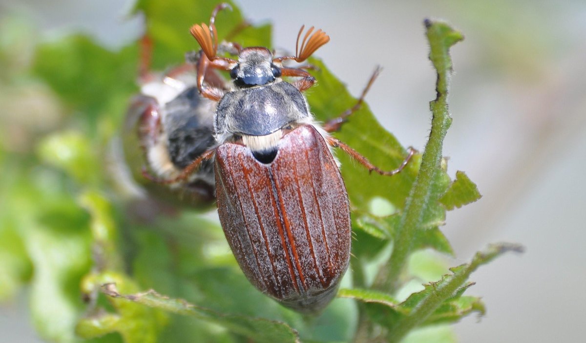 Восточно Майский хрущ Жук
