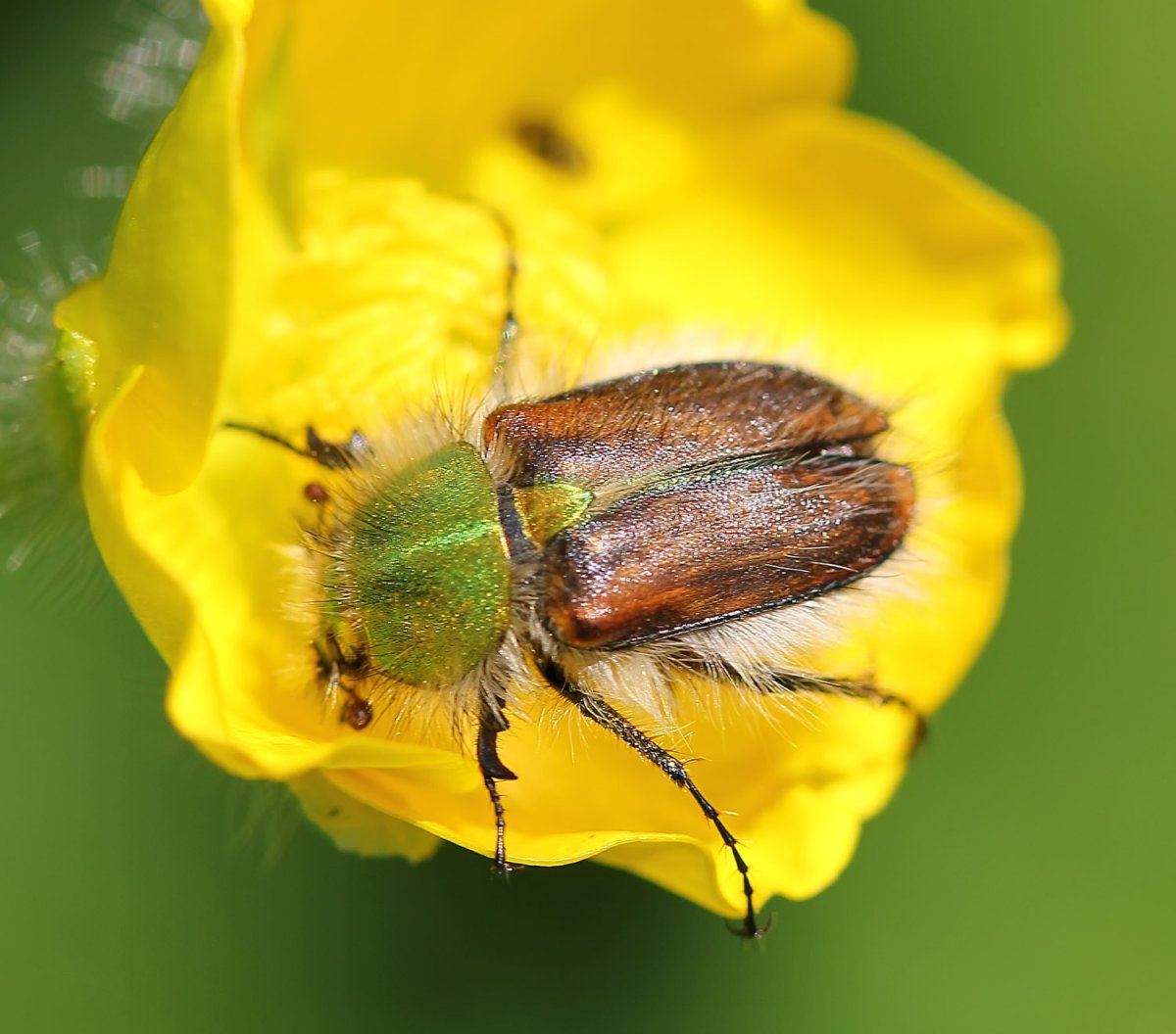 Хрущик Лисичка