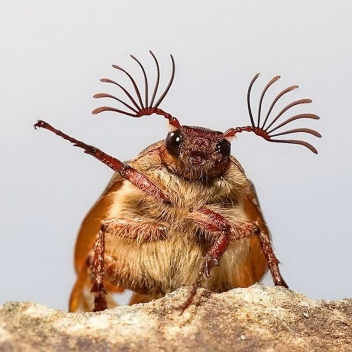 Приколы с насекомыми