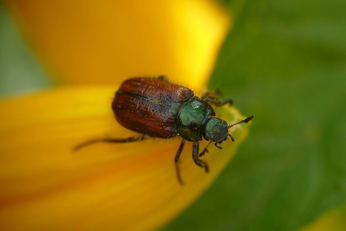 Хрущик цветоед