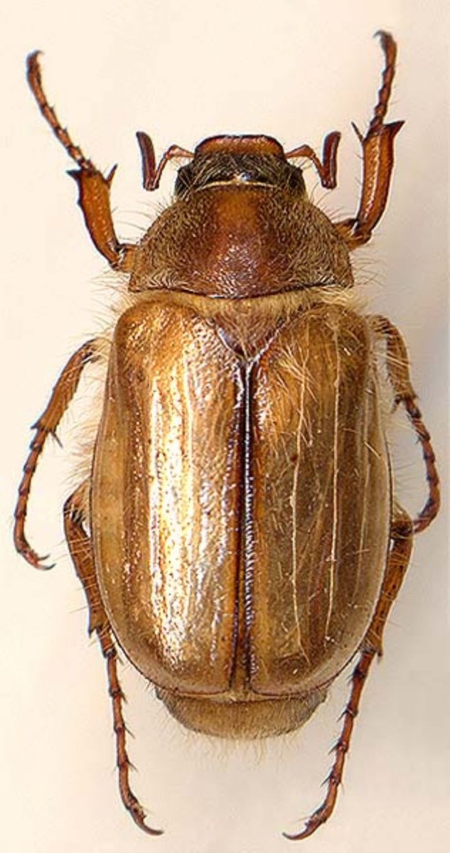 Жук нехрущ июньский