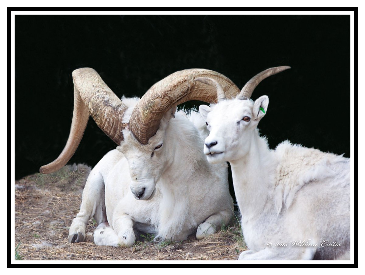 Химера овцы и козы