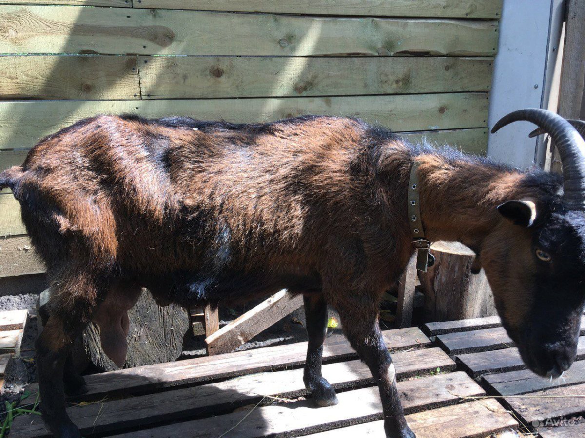 Альпийская коза с козлятами