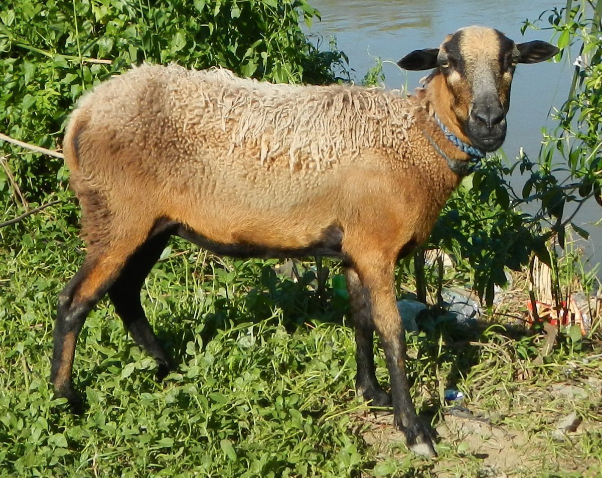 Sheep–Goat Chimera