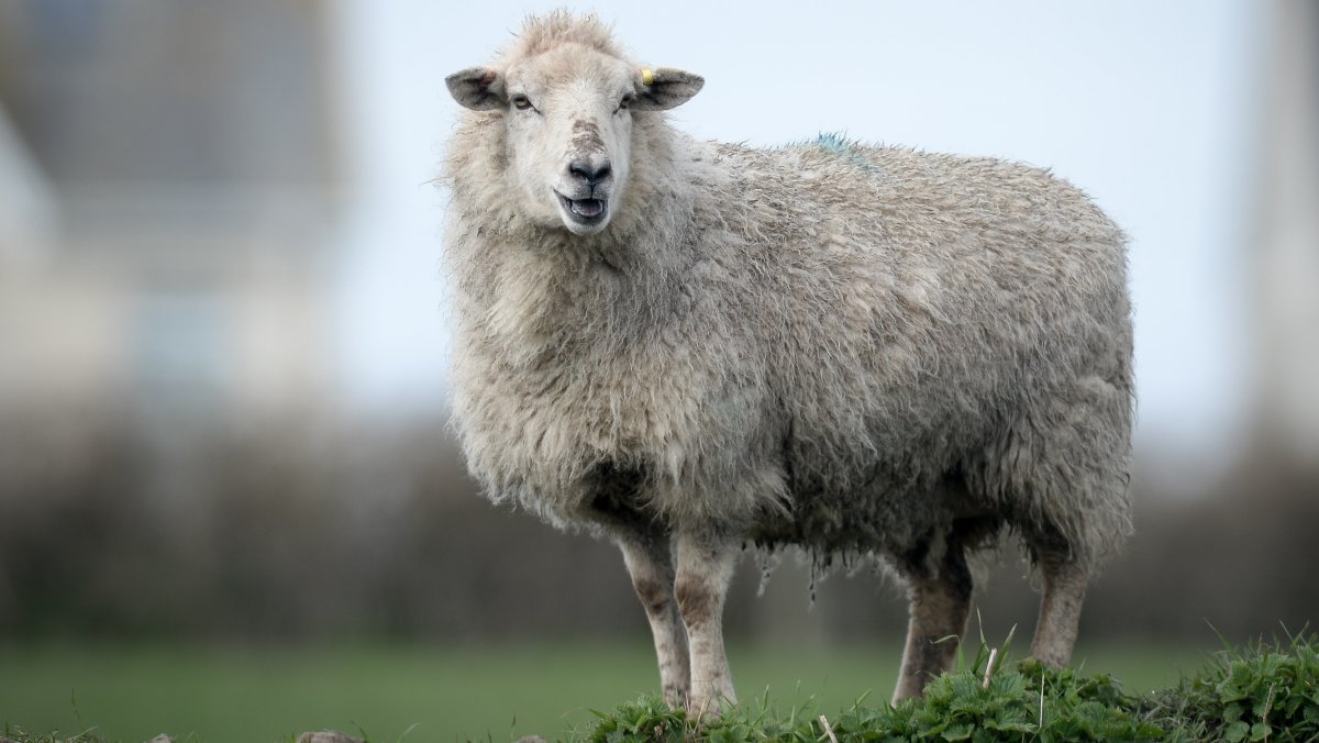 Гибрид свиньи и овцы