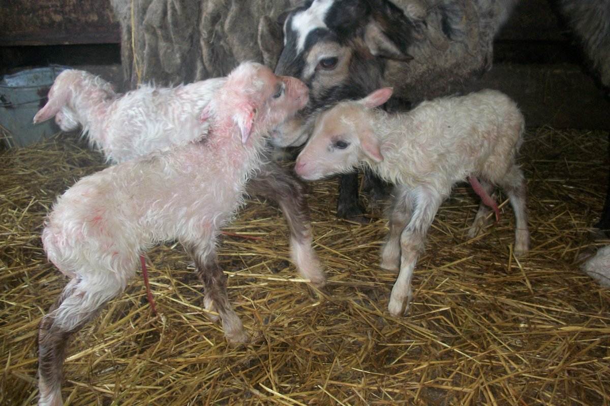 Коза скрещенная с бараном