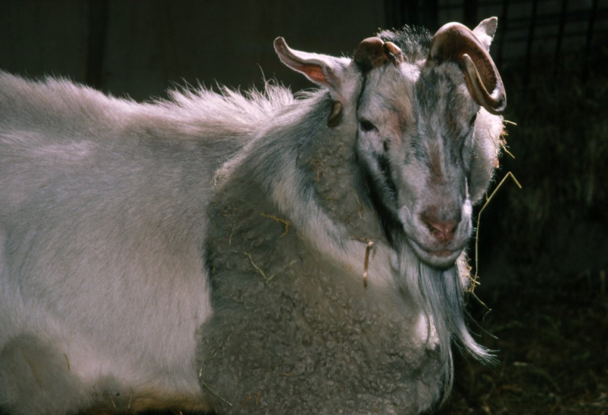 Химера Овцекоза