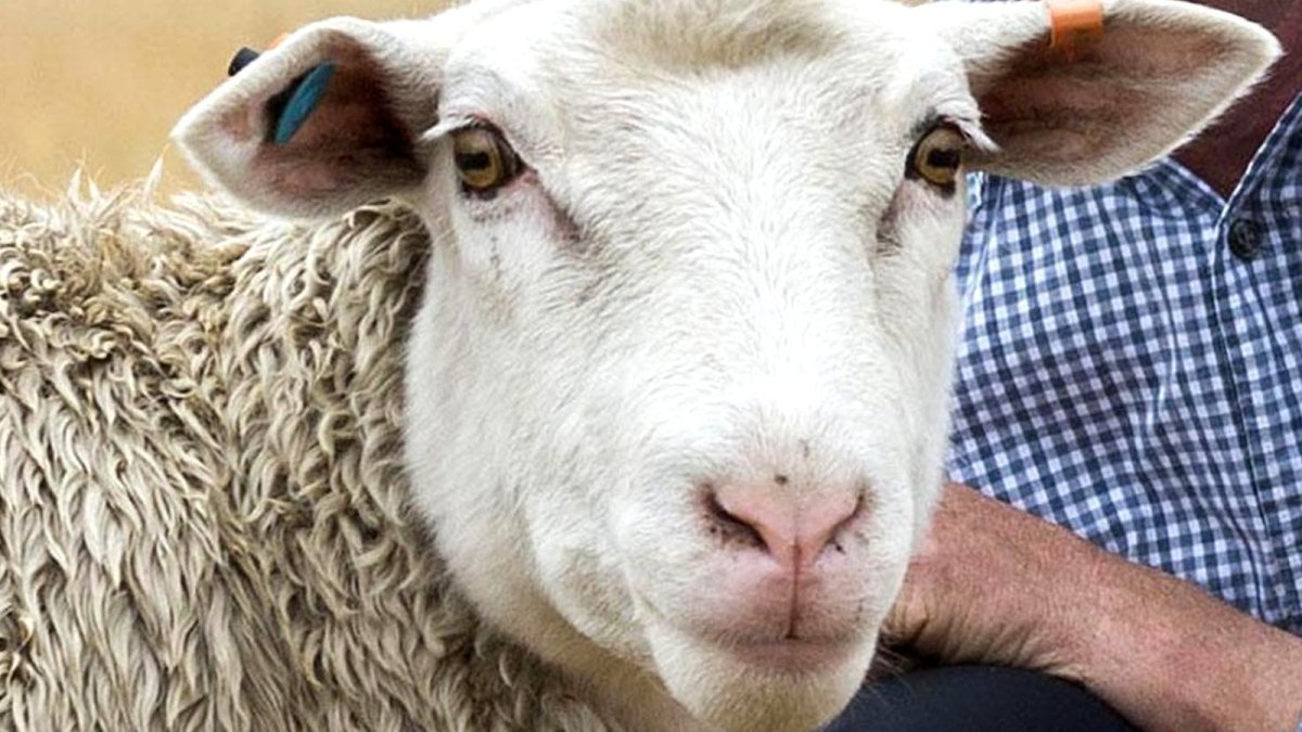 Скрещивание овец