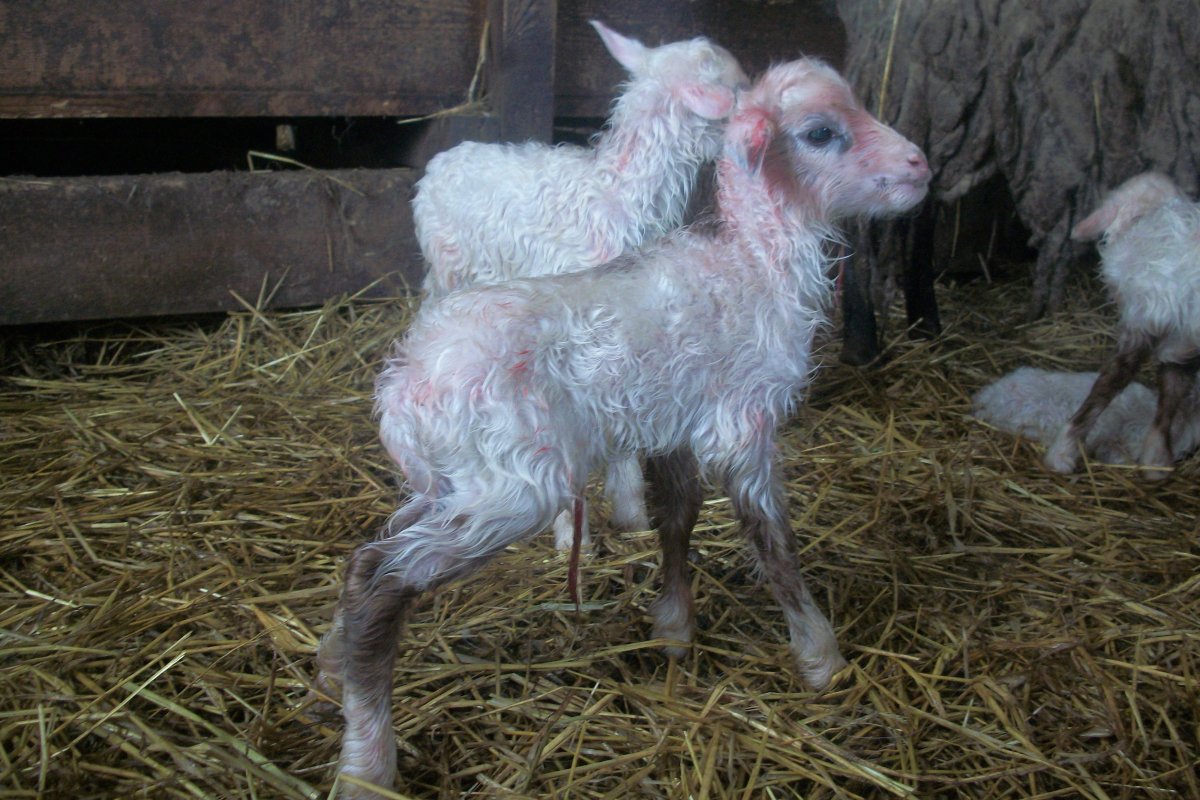 Скрещивание козы и барана