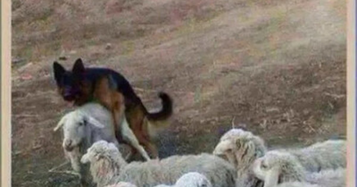 Собака превышение служебных полномочий