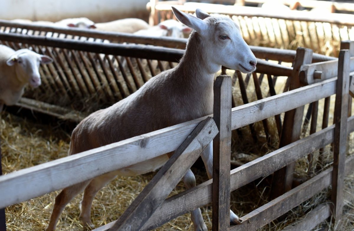 Смесь козла и овцы