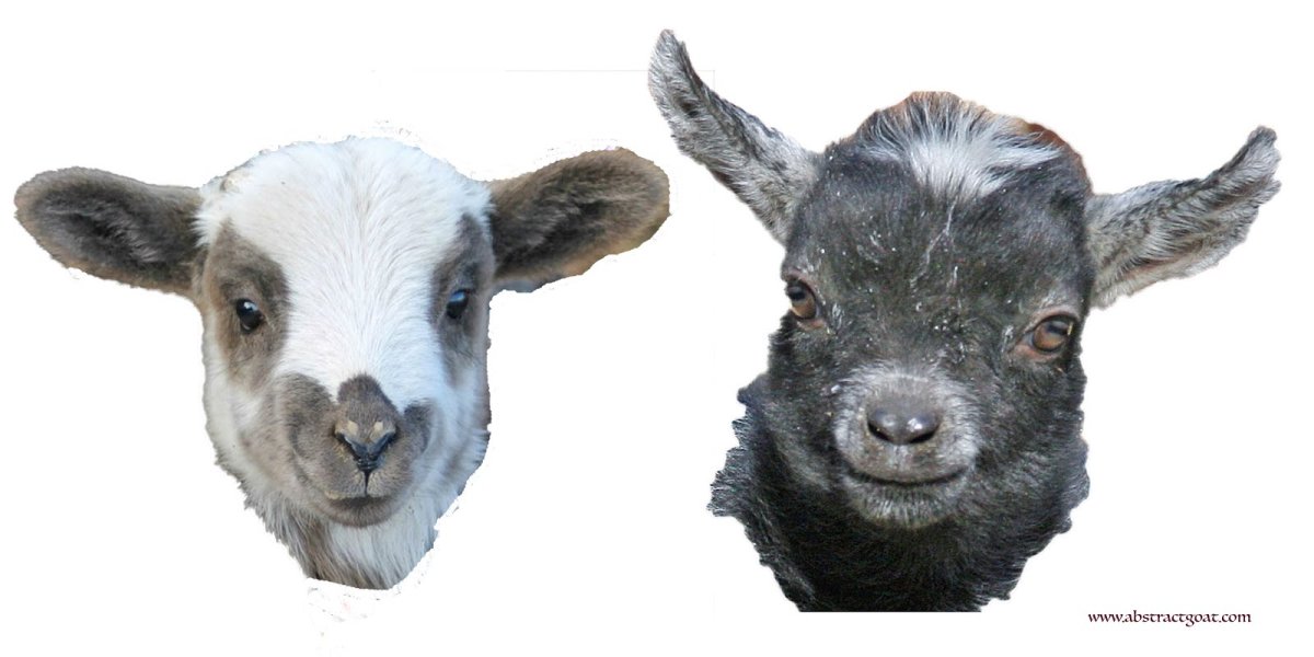 Гибрид овцы и козы черный