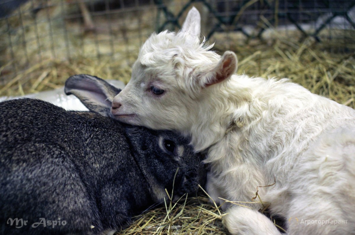 Коза и кролик