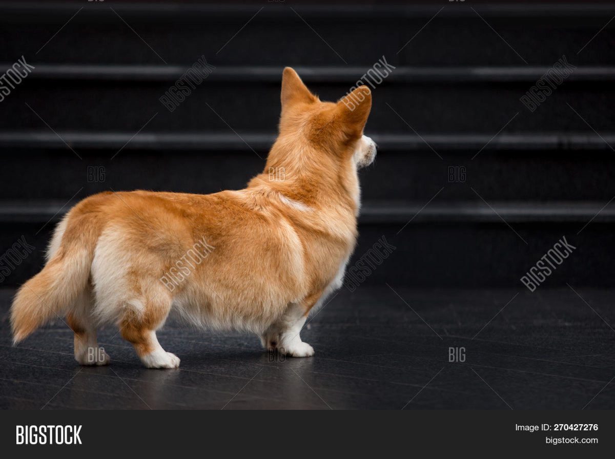 Спина корги может проявится черное