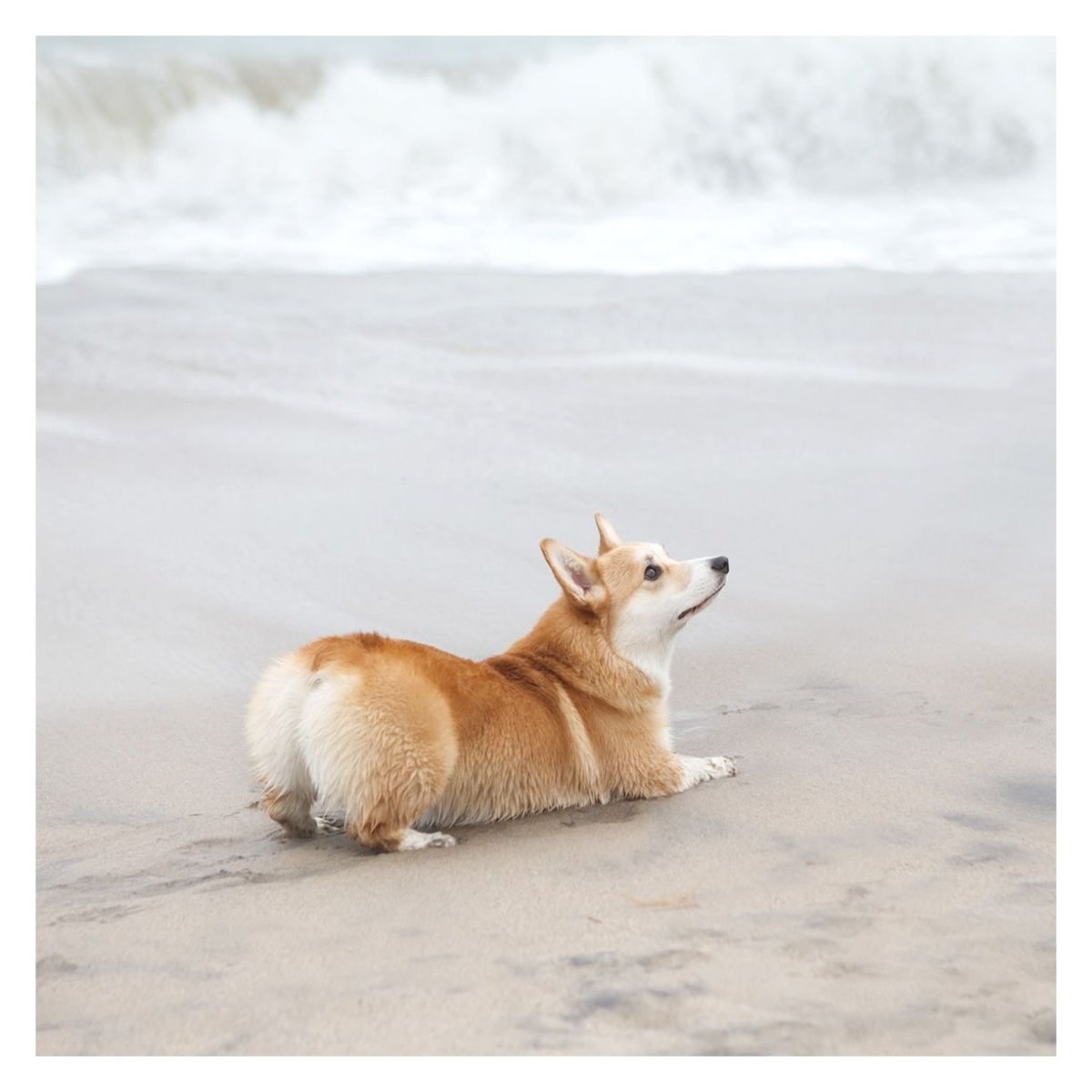 Вельш корги Эстетика