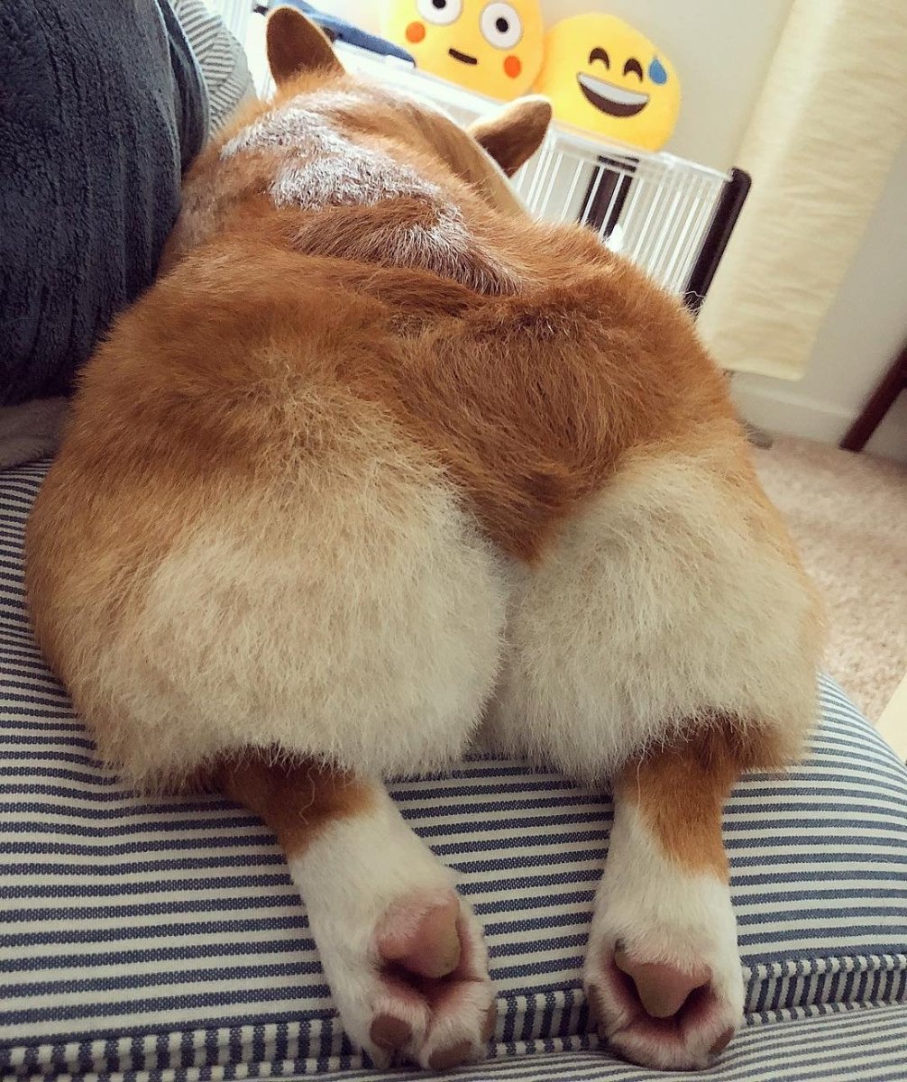 Корги собака жепка