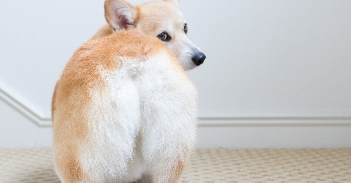 Вельш корги пемброк жопка