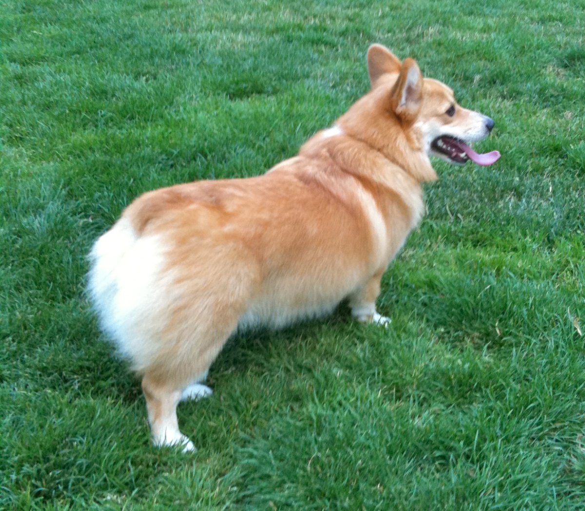 Пемброк Чарли