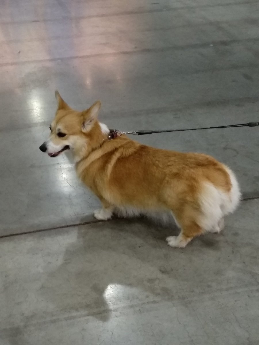 Корги пемброк с хвостом