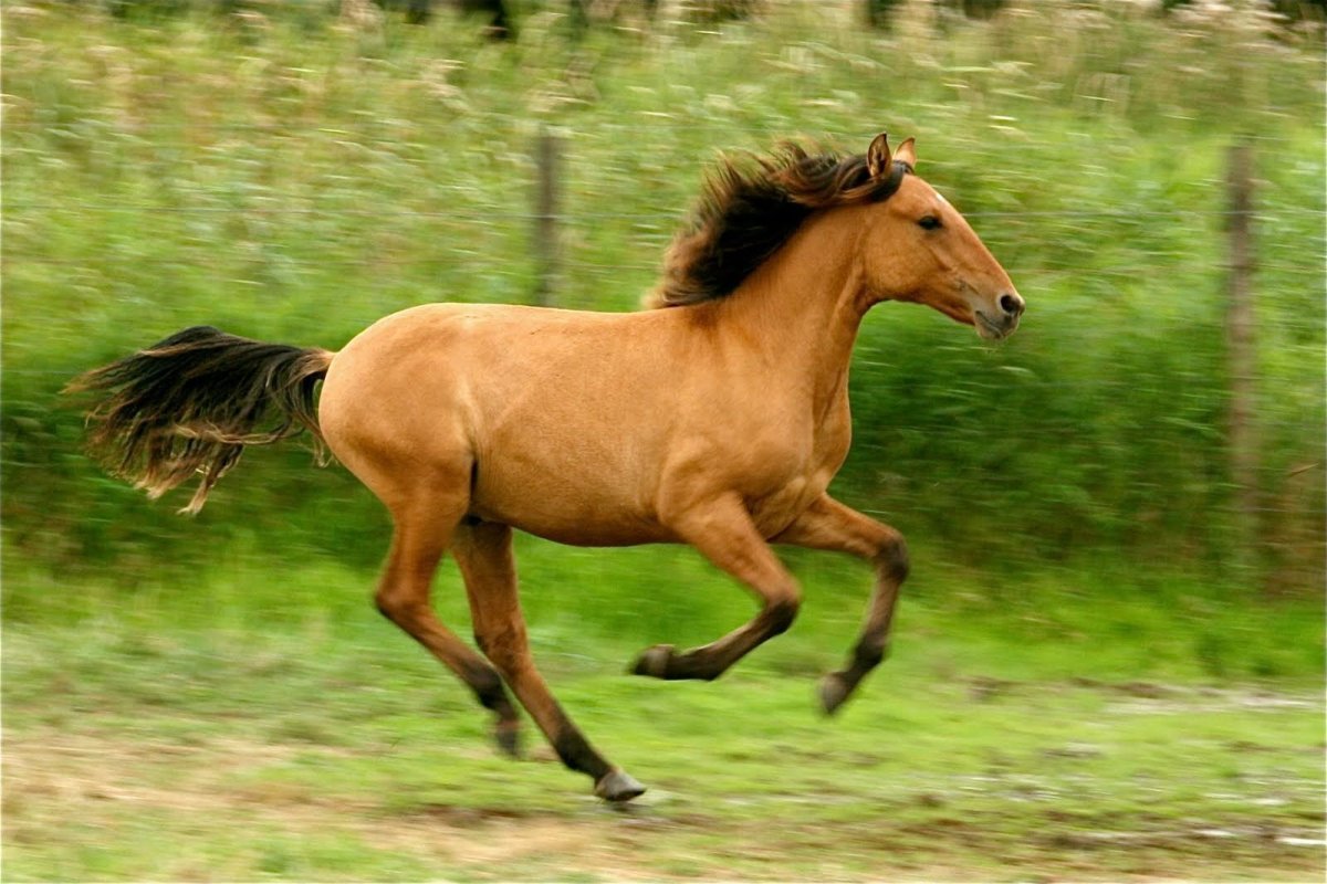 Кигер-Мустанг лошадь