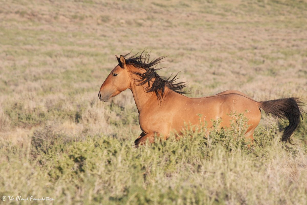 Лошади породы Кигер Мустанг