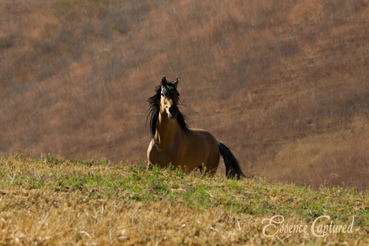 Спирит Мустанг Доннер