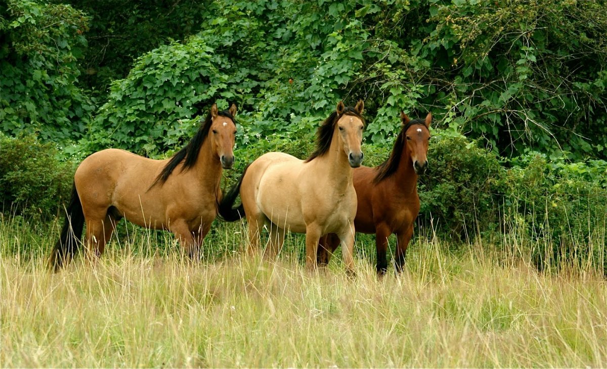 Буланой Кигер Мустанг