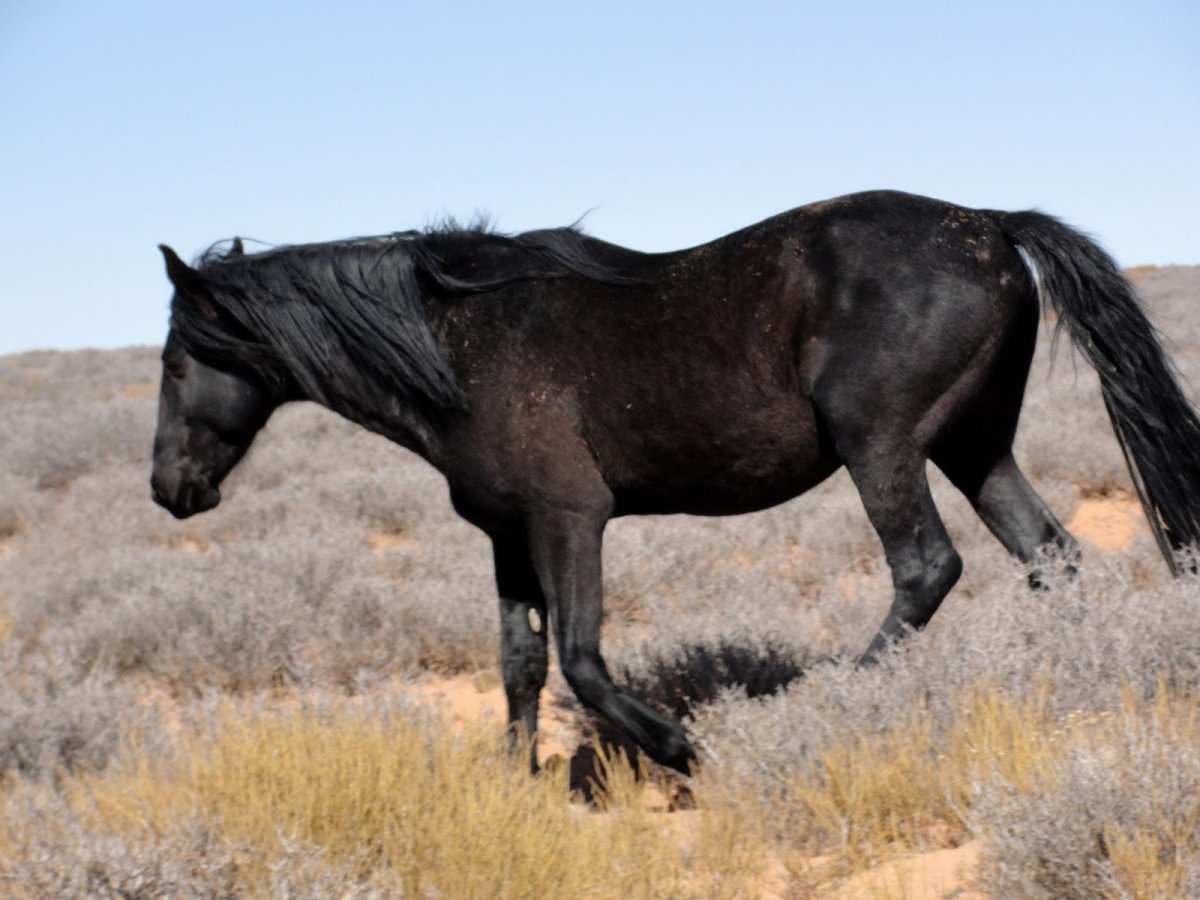 Кигер-Мустанг черный