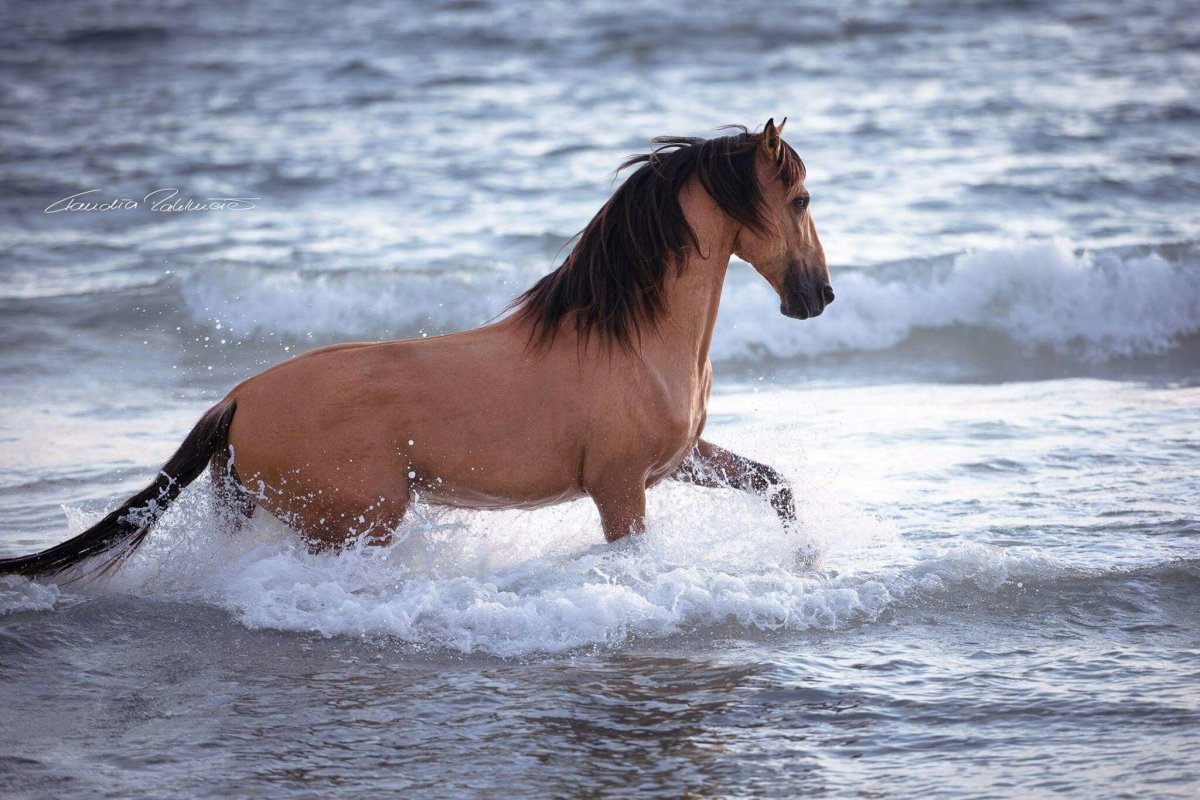 Савраска бегает