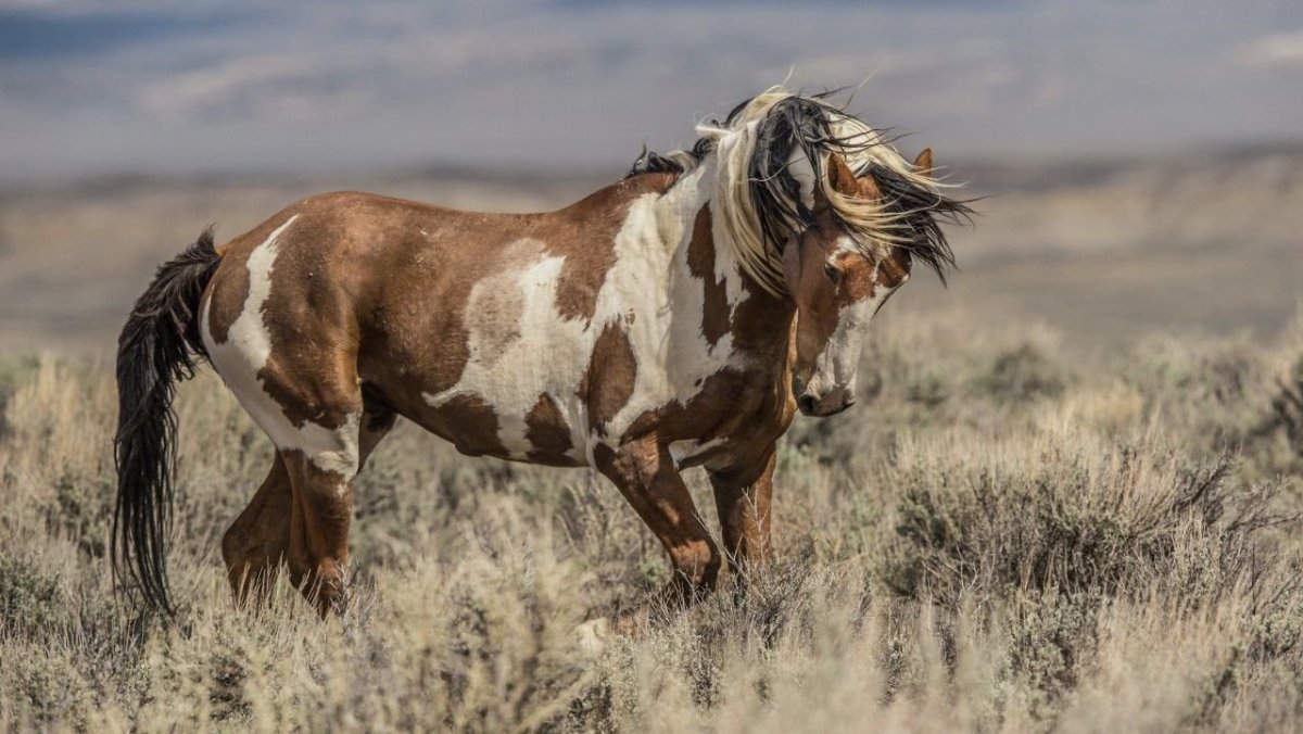 Порода лошади арабская Мустанг
