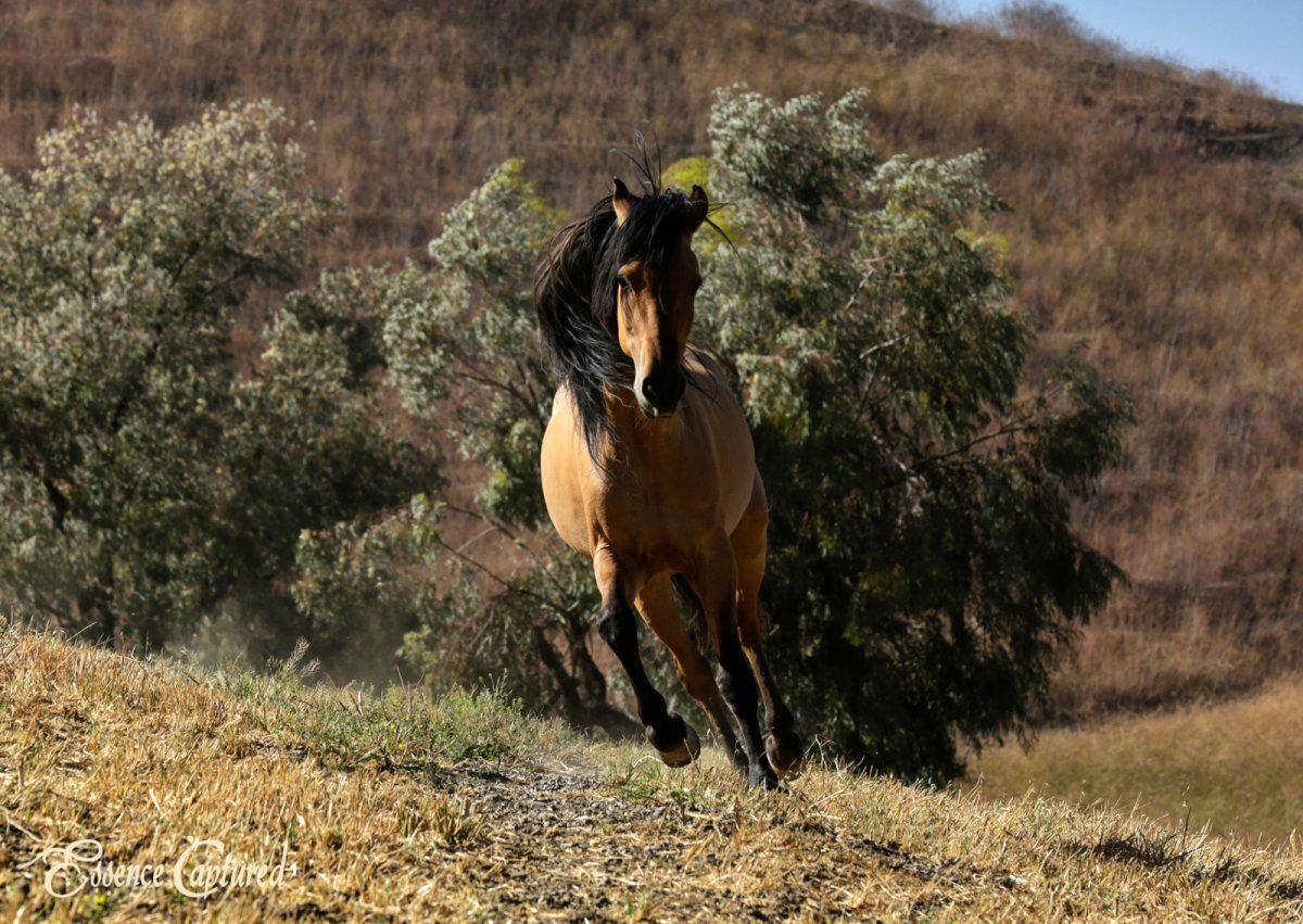 Мустанг лошадь спирит