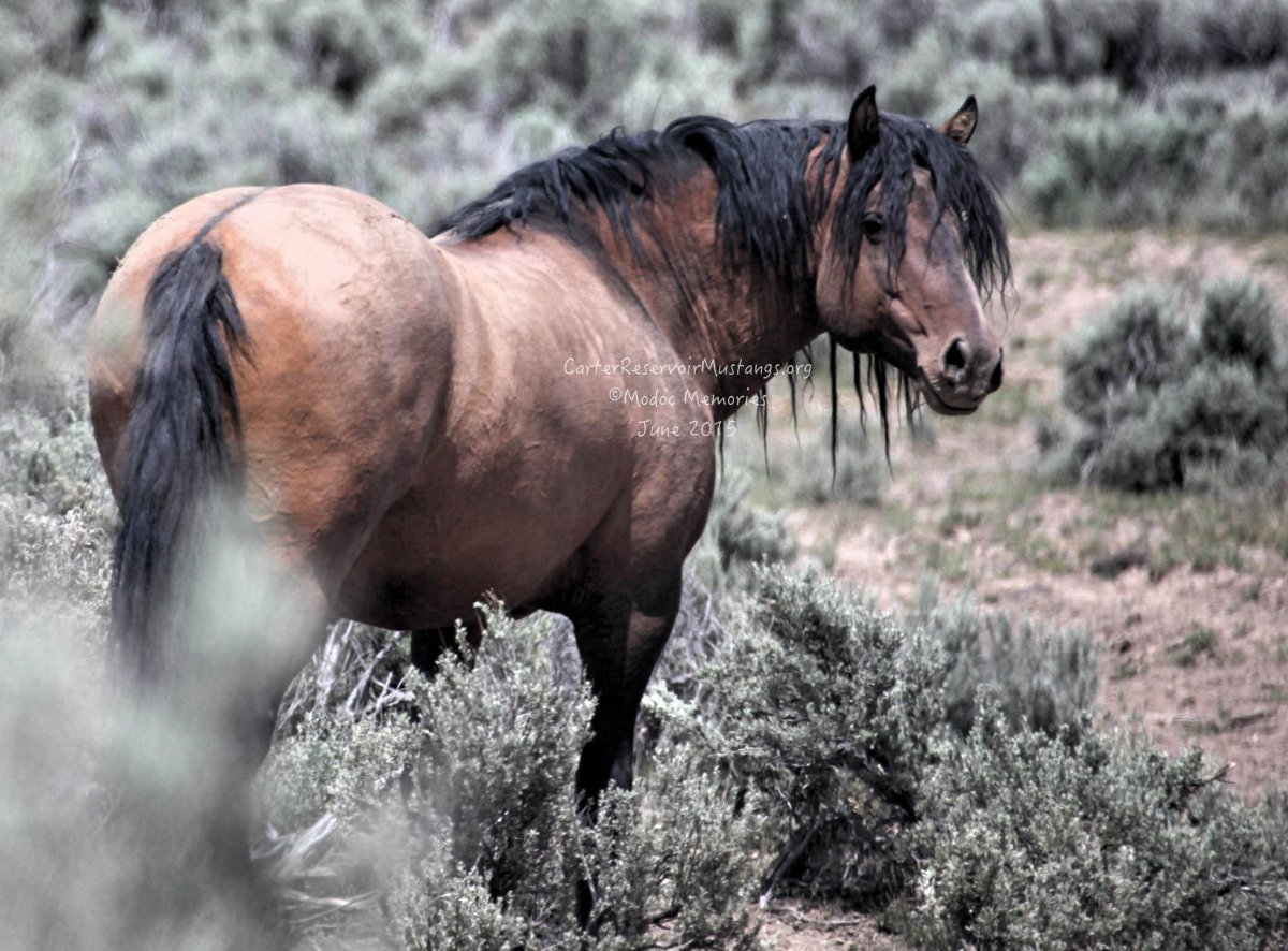 Кигер-Мустанг лошадь