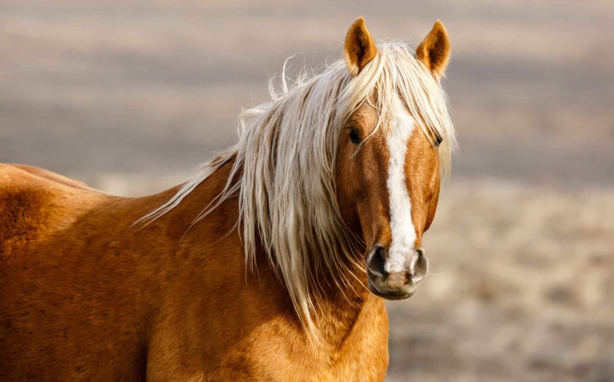 Mustang Horse Palomino