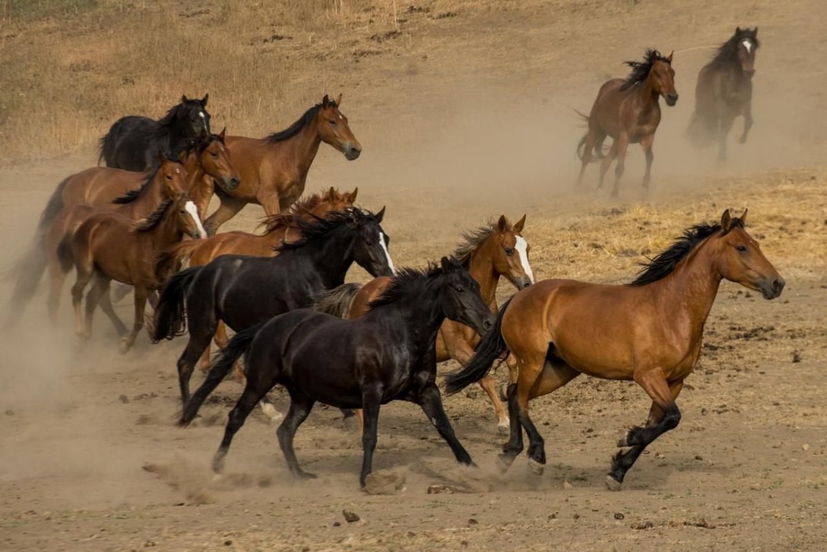 Бегущие коричневые лошади