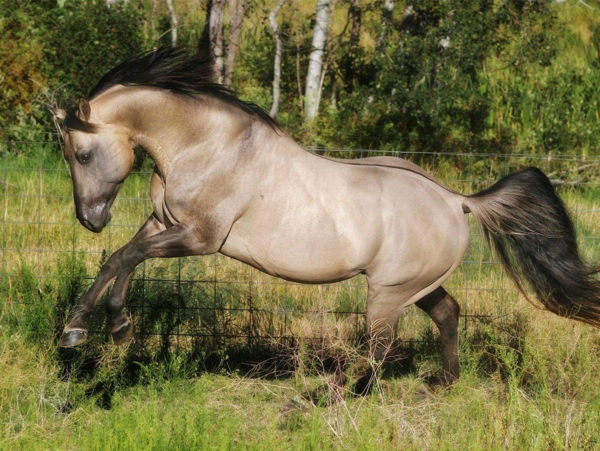 Буланой Кигер Мустанг