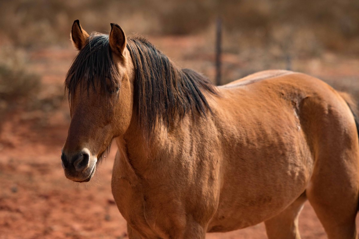 Мустанг лошадь
