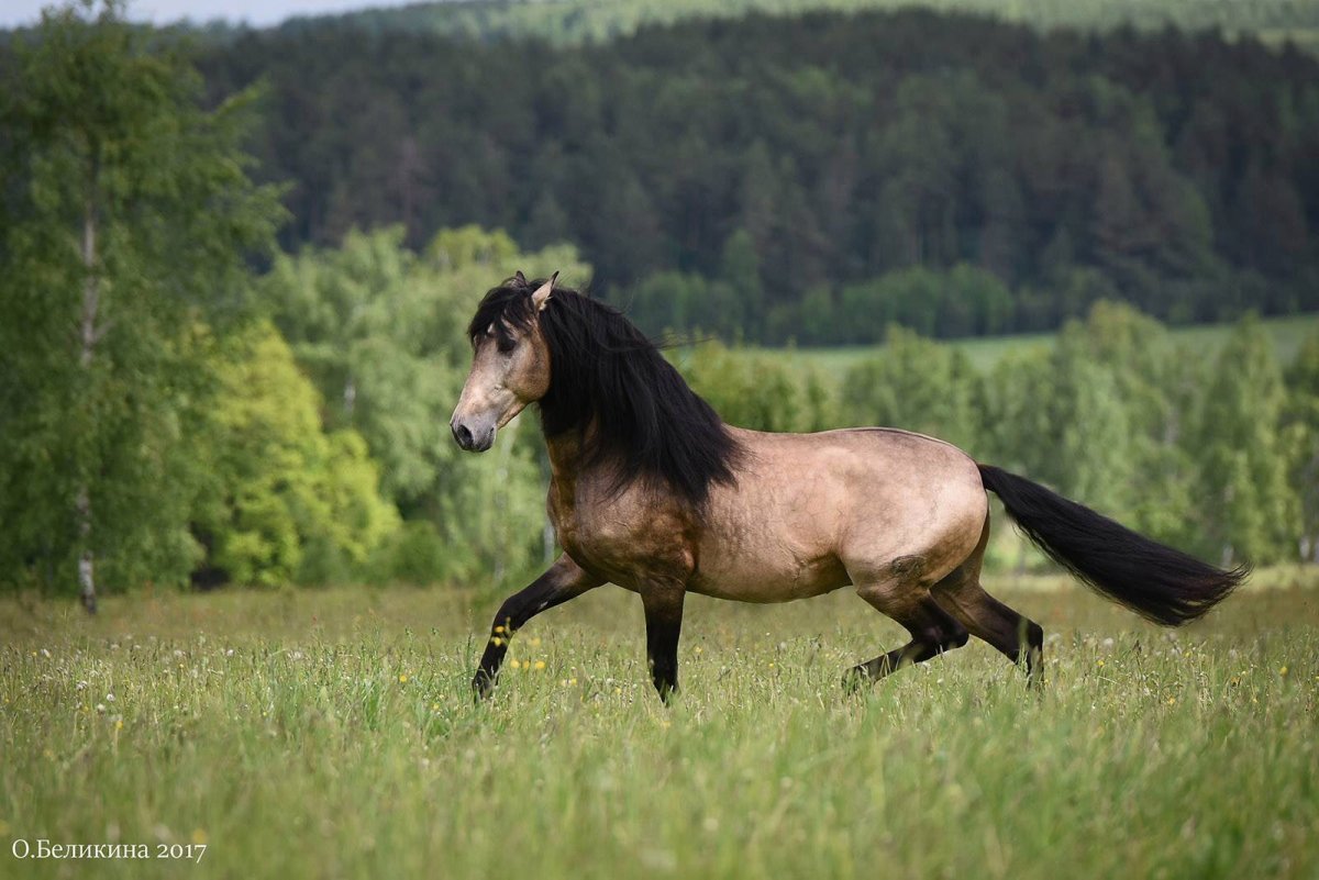 Андалузская лошадь Буланая масть