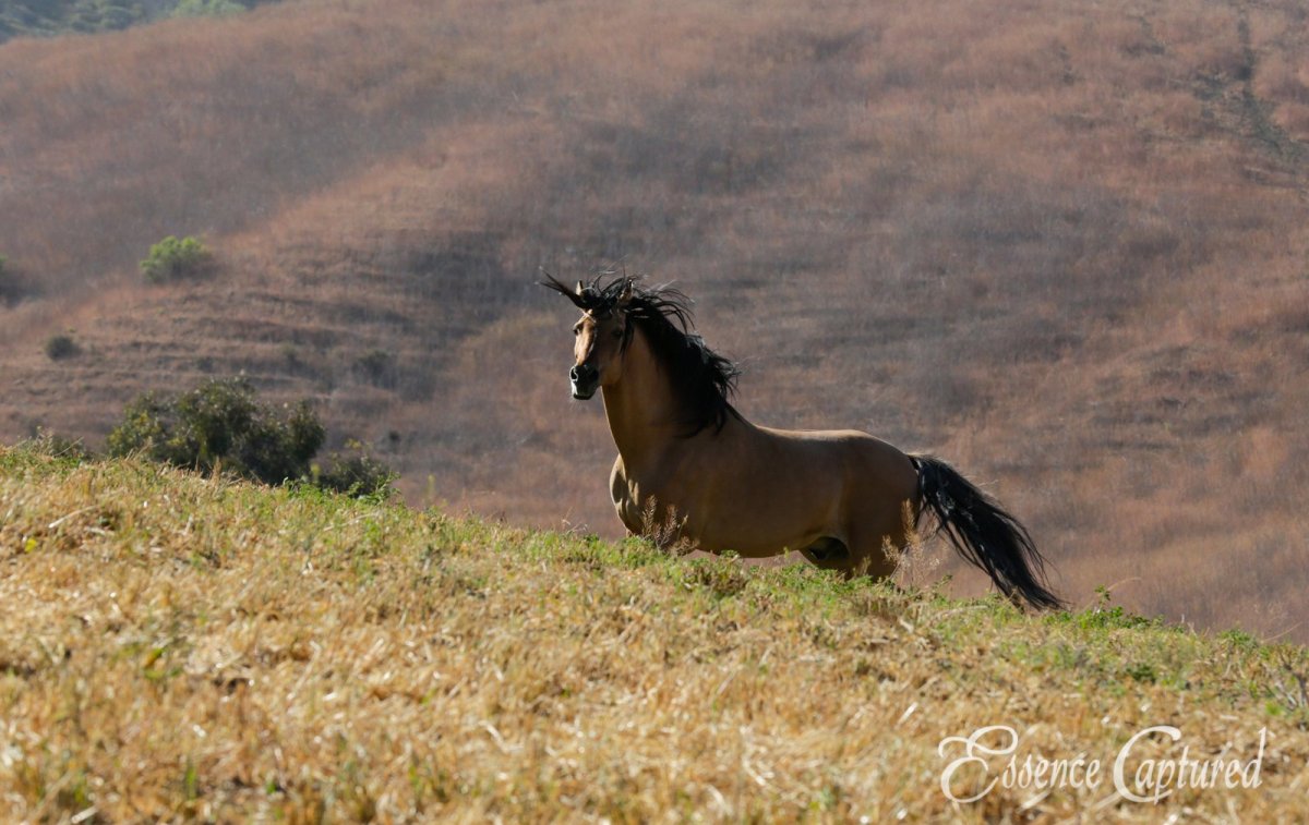 Доннер спирит