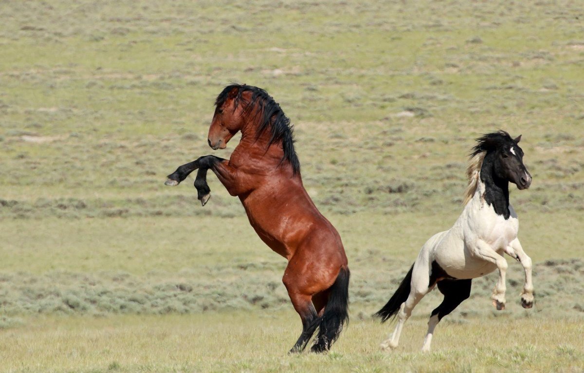Мустанг лошадь