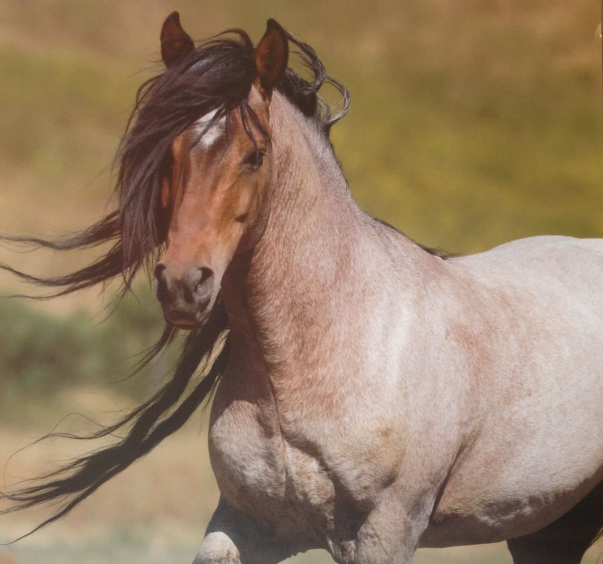 Кигер-Мустанг спирит