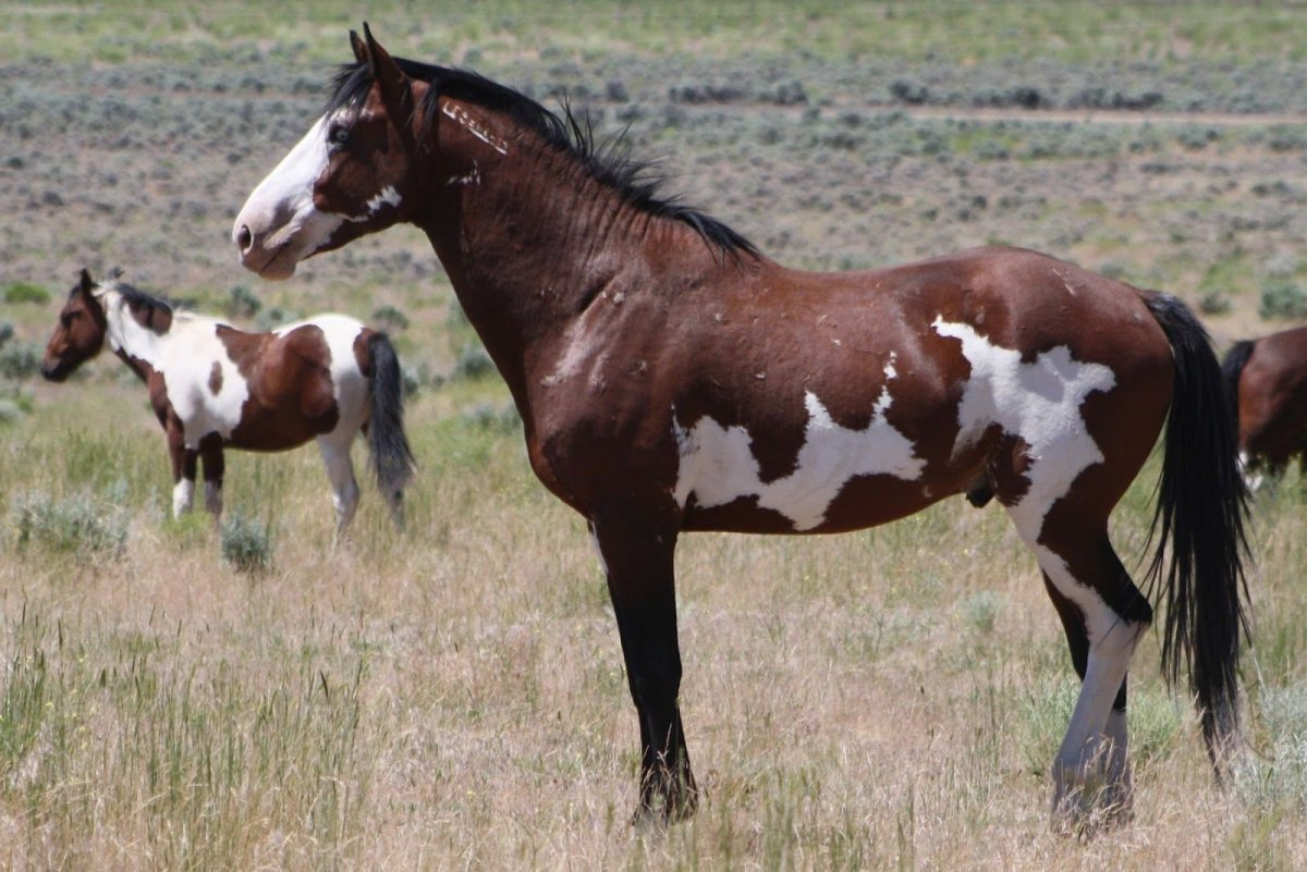 Кигер Мустанг Пегий